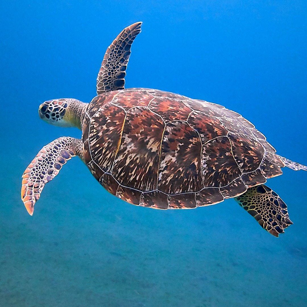 Une tortue marine nage dans l’eau bleue